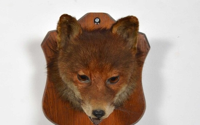 Taxidermy: Fox head trophy.