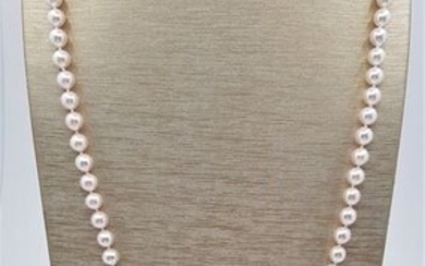 Top Grade AA 6.5x7mm Akoya Pearls - 14 kt. White gold