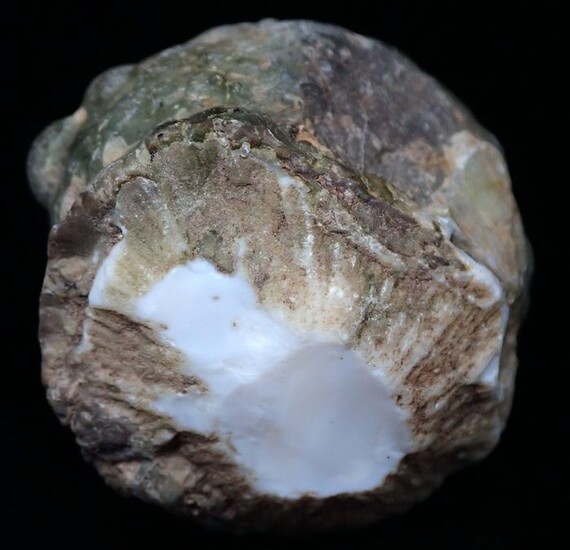 Very Rare Japan Opal Nut, Untreated 180.5ct - 33.29×34.81×27.3 mm - 36.1 g