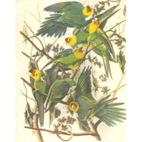 c1946 Audubon Print, #26 Carolina Paroquet