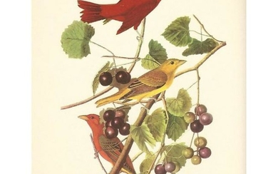 c1950 Audubon Print, Summer Tanager