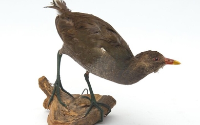 1920S TAXIDERMY BIRD ON WOODEN BASE
