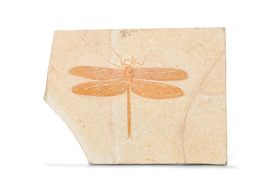 Spectacular fossil Dragonfly