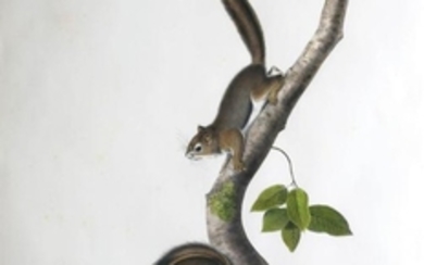 Audubon Lithograph Columbian Squirrel