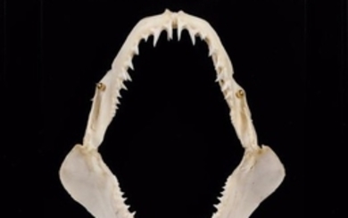 Machoire de requin Mako, Isurus oxyrinchus...