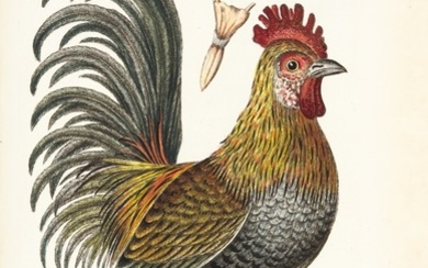 Schaeffer | Elementa ornithologica iconibus, 1779