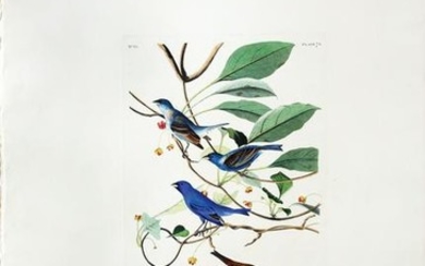 Audubon Aquatint, Indigo Bird