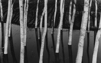 Brett Weston (1911-1993) Untitled (Trees in water)