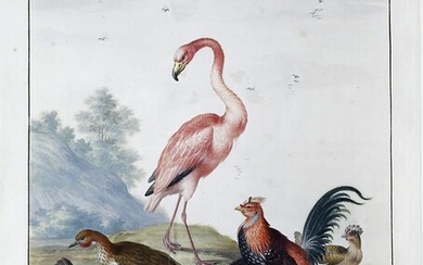 Bronckhorst Watercolor of a Flamingo