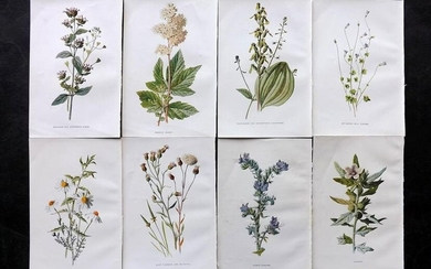 Hulme, Edward C1900 Lot of 8 Botanical Prints. Wild Flowers
