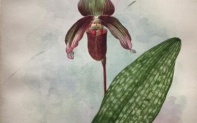 Storer Original Watercolor of an Orchid - Cypripedium