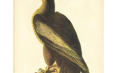 c1946 Audubon Print, #11 Bald Eagle