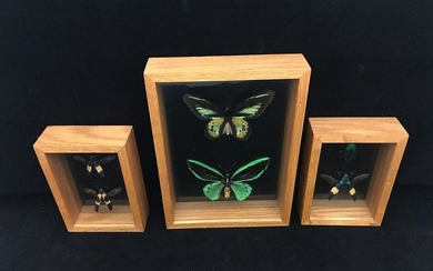 3 Shadow Boxed Entomology Mounted Insect Specimens