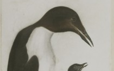 Prideaux John Selby (1788-1867) A GUILLEMOT AND CHICK Signed l.l.