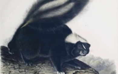 Audubon Lithograph American Skunk