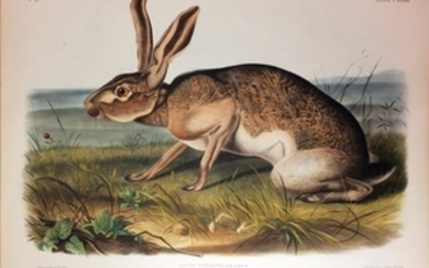 Audubon Lithograph, Texan Hare