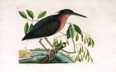 Catesby Bird Engraving, Small Bittern