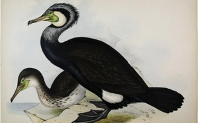 John Gould Lithograph Common Cormorant