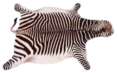 A large Zebra skin rug mid 20th century, 256 cm x 193 cm.