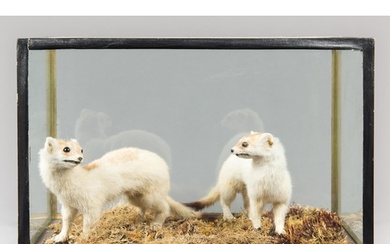 A LATE 20TH CENTURY TAXIDERMY PAIR OF EUROPEAN STOATS IN A G...
