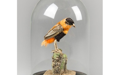 A MID-20TH CENTURY TAXIDERMY NORTHERN RED BISHOP UNDER A VIC...