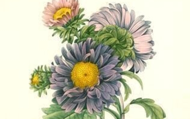 After Pierre-Jospeh Redoute, Floral Print, #9 Aster de