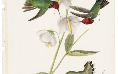 Anna Humming bird, Audubon, Royal Octavo hand-colored lithograph