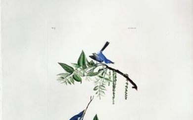 Audubon Aquatint, Blue-Grey Flycatcher