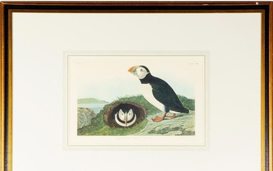 Audubon, John James, (After) Print