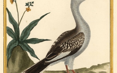 [Birds]. Lot of 6 handcol. engravings/ lithographs of birds, various...