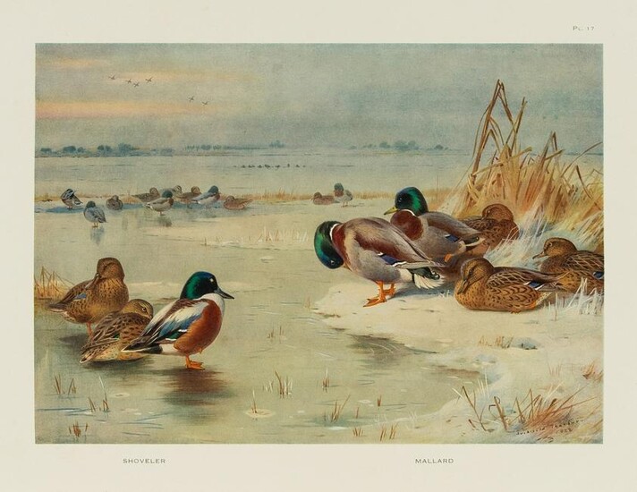 Birds.- Thorburn (Archibald) Game Birds and Wild-Fowl