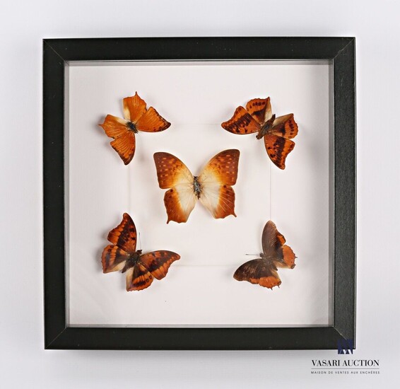 Cadre vitré contenant cinq lépidoptères(Lepidoptera... - Lot 43 - Vasari Auction