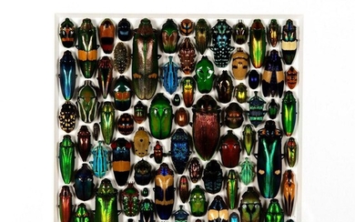 Framed, Christopher Marley, Coleoptera Mosaic