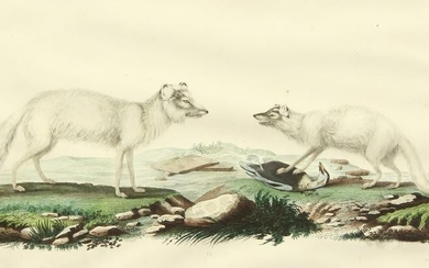 Franck / Gaimard / Fournier, circa 1842, 'Renard