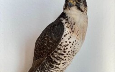 Gyr Lanner Falcon - lovely mount - on artificial rock ground - Falco rusticolus/ Falco biarmicus (with full Article 10, Commercial Use) - 0×0×0 cm - DE-DD 387/18