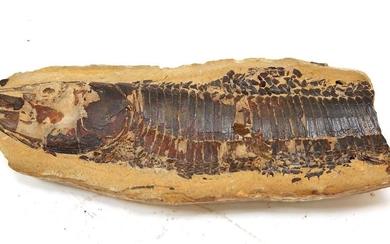 Poisson fossile dans son nodule