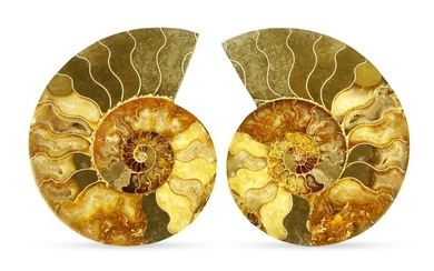 Polished sawn ammonite: desmoceras cretaceus, from Mahajanga, Madagascar....