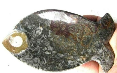 Prehistoric Ammonite Fish Tray