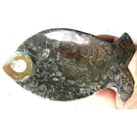 Prehistoric Ammonite Fish Tray