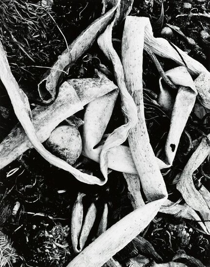 RYUIJIE - Dried Kelp, c. 1990