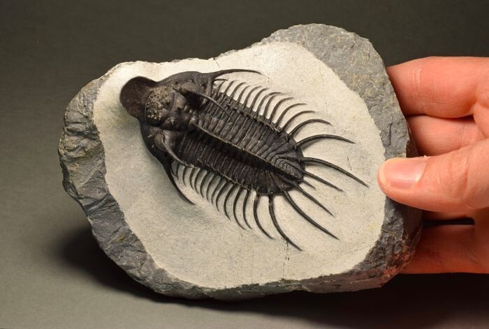 Rare museum-display spiny trilobite - cf. Quadrops sp.