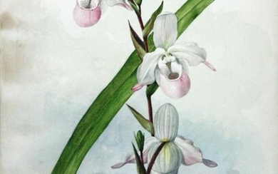 Storer Original Watercolor of an Orchid - Selenipedium