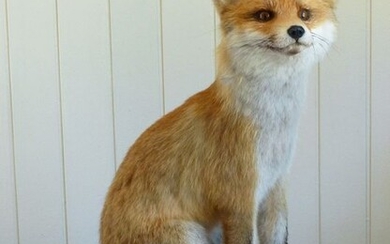 Stunning young fox full body mount - Vulpes vulpes - 56×30×46 cm - 1