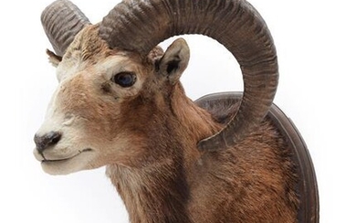 Taxidermy: European Mouflon (Ovis aries musimon), circa late 20th century,...