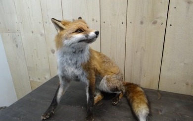 Very fine Red Fox - sitting - characterful mount - - Vulpes vulpes - 60×50×50 cm
