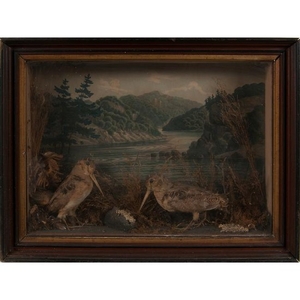 Victorian Taxidermy Display with Woodcocks