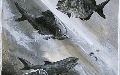 Whymper Original Early Drawing of Fishes of the Permian