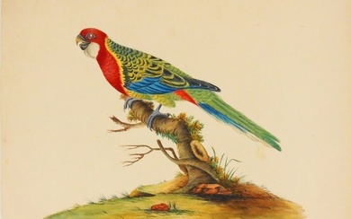 William Hayes Nonpareil Parrot