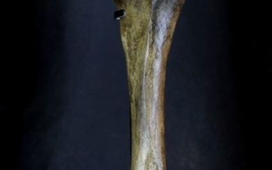 Woolly Mammoth Femur - Mammuthus primigenius - 104×410×335 mm