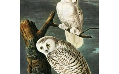 c1946 Audubon Print, #121 Snowy Owl